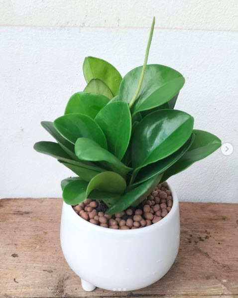 กระบองเพชรจิ๋ว